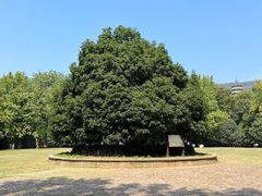 -灵谷景区