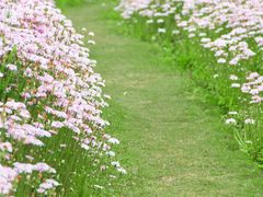 -春花秋色城市公园