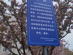 -嘉定紫藤园