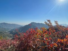 -大岭沟猕猴桃谷风景区
