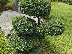 -东莞植物园