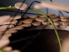 -荷兰布尔玛国际花艺学院