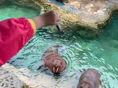 -珠海长隆海洋王国