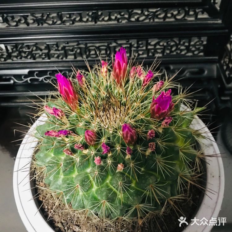              细雨沐春光    花事尽开张