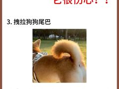 -美联众合动物医院·24h转诊中心