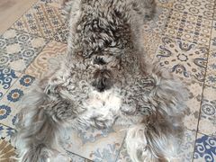 -Dog in Town Ekkamai