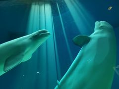 -芜湖新华联大白鲸海洋公园