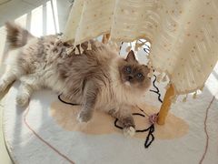 -喵zoo家庭繁育猫舍(尖东智能花园店)