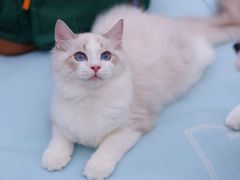 -Bastet sally猫舍购宠(静安店)