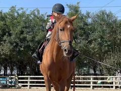 -北京群众马术培训基地