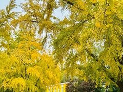 -三里屯东五街银杏大道