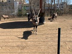 -大连森林动物园