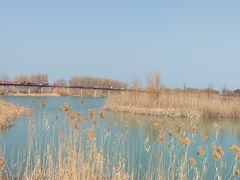 -西京湾花海