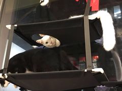 -谐和益家动物医院·免疫绝育·血液透析·宠保定点医院(高新伊藤分院)