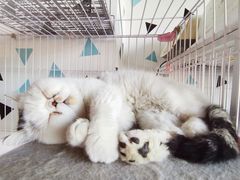 -Cappucimeow猫咪咖啡馆(韦伯时代店)