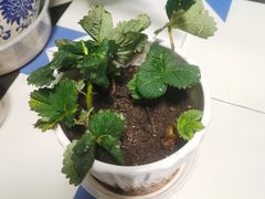-艳阳天·非遗楚菜(武汉客厅店)