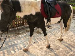 -松声马术俱乐部