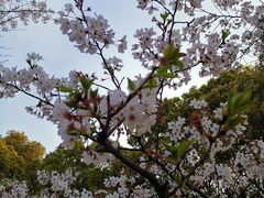 -高东镇樱花园