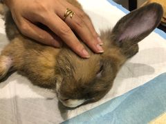 -雨林宠物医院 非犬猫异宠专科