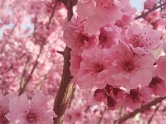 -桃花堤公园