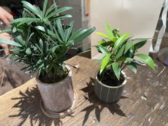 -Miss花间(朝阳大悦城旗舰店)