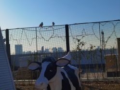 -造物庄园 萌宠纪(苏州湾歌林公园店)