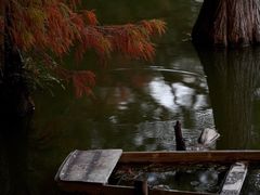 -深圳仙湖植物园