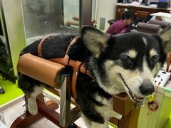 -美联众合动物医院·24h转诊中心
