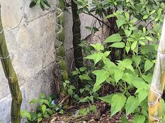 -苏州冶园园林民宿(太湖西山风景区店)