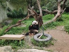 -广州长隆野生动物世界