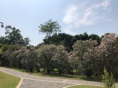 -福田红树林生态公园