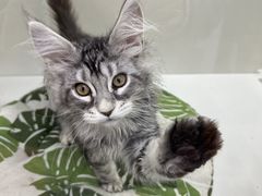 -青奢宠物·青奢猫舍