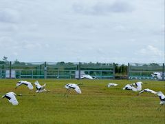 -盐城丹顶鹤湿地生态旅游区
