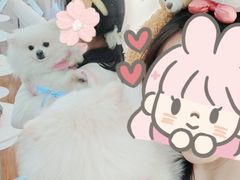 -汪说·狗咖·拼豆·宠物周边DIY(旺城大厦店)
