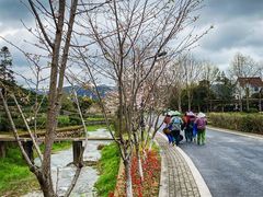 -龙坞茶村