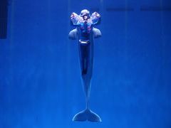 -芜湖新华联大白鲸海洋公园