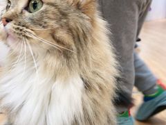 -COLOR PETS 撸猫馆·购猫·猫咖(长风大悦城店)