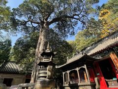 -青岛崂山太清宫