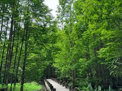 -桤木河湿地公园