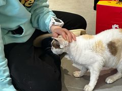 -琪喵猫屋·撸猫猫咖·猫舍