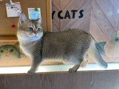 -MOCHA明星猫咖(田子坊店)