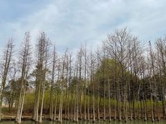 -苏州太湖国家湿地公园