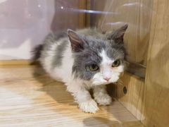 -爪爪喵星球·猫舍(卓悦中心店)