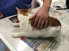 -伟伟宠物医院·CT影像中心·瑞派犬猫综合性门诊(汉口总院)