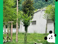 -卧龙中华大熊猫苑神树坪基地