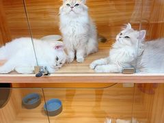 -猫十亿·布偶金渐层·曼基康矮脚猫舍(青年路店)