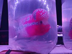 -华声天桥民俗文化园