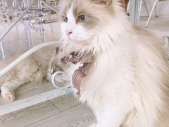 -共舞时光猫咖·狗咖(新街口店)