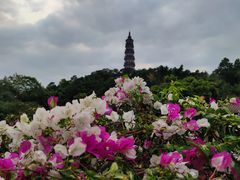 -顺峰山公园