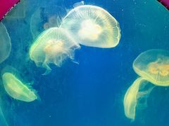 -海合安武汉极地海洋公园